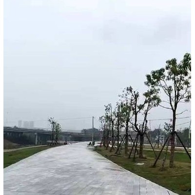 麻城白麻是園林廣場應用的?？? onerror=